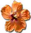 Orange hibiscus